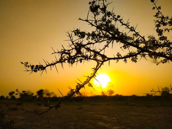 Silhuetten Ett Träd Öken Mot Den Gyllene Solnedgången Himlen — Stockfoto