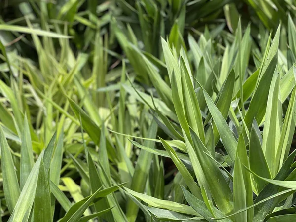 Eine Nahaufnahme Von Grünen Pflanzen — Stockfoto