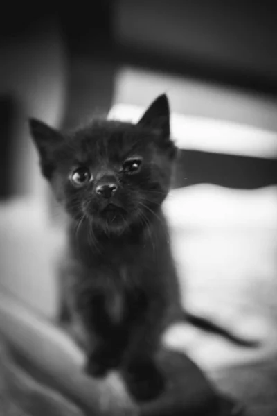 Vertical Grayscale Shot Cute Black Kitten — Stock Photo, Image