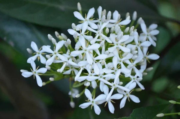 Närbild Små Vita Blommor Mörk Skog Med Breda Blad Bakgrunden — Stockfoto