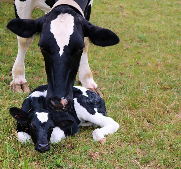 Holstein Tehén Újszülött Borjú Legelőn Ontarióban Kanadában — Stock Fotó