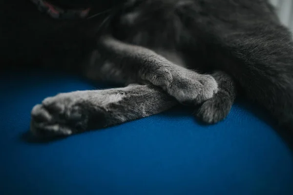 Closeup Shot Feet Gray Fluffy Cat Sitting Blue Chair — Fotografia de Stock