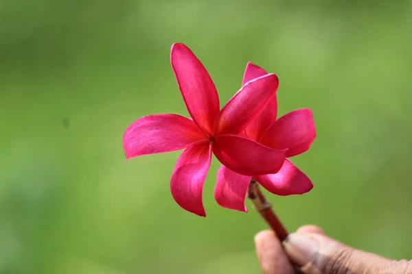 Parlak Pembe Tesisat Çiçeklerini Tutan Bir — Stok fotoğraf