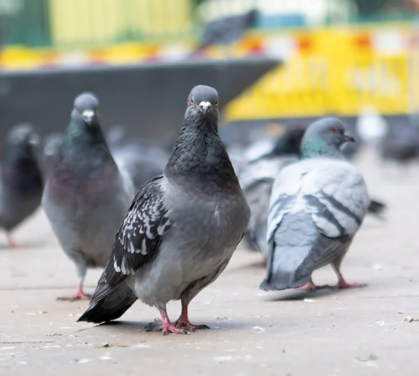 Gros Plan Pigeons Sauvages Dans Une Ville — Photo