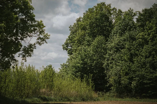 Eine Schöne Aufnahme Von Grünen Bäumen Und Hohem Gras Auf — Stockfoto