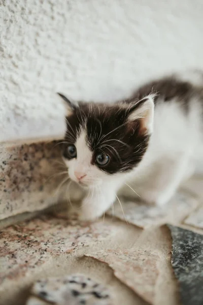 Disparo Vertical Lindo Gato Esponjoso Mirando Con Sus Ojos Sobre — Foto de Stock