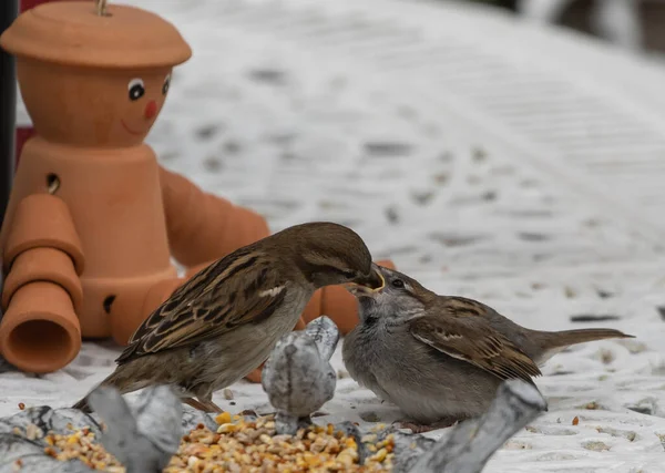 Gros Plan Moineaux Nourrissant Les Uns Les Autres — Photo