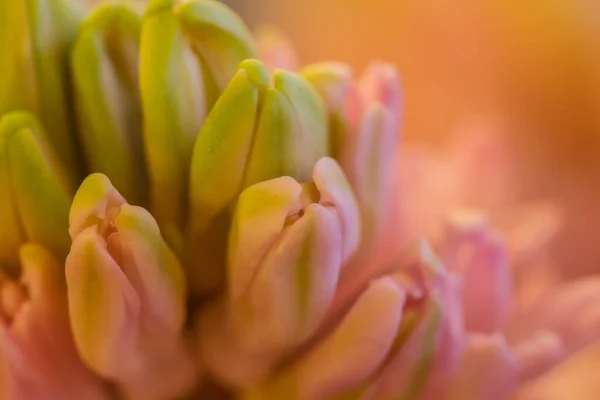 粉红百合花花蕾的特写 — 图库照片
