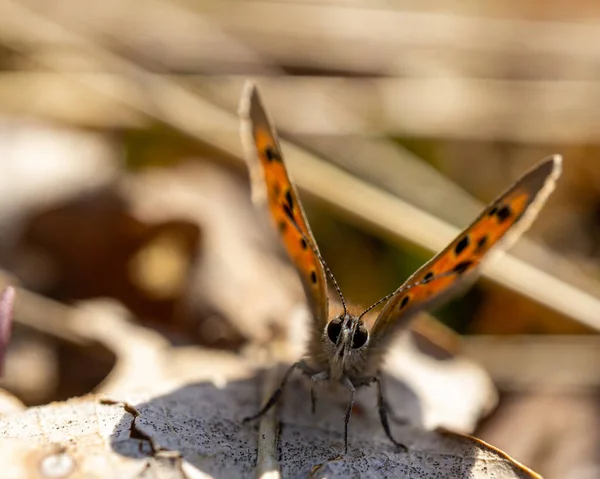 Macro Shot Butterfly Orange Wings — Stockfoto