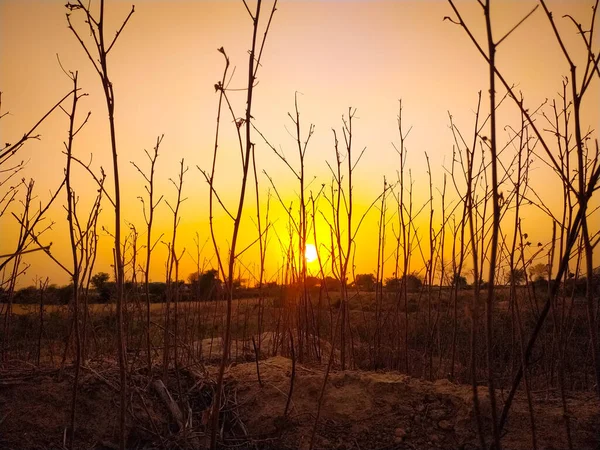 Een Prachtig Shot Van Naakte Takken Van Bomen Tegen Gouden — Stockfoto