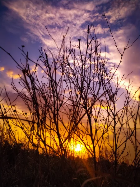 Piękne Ujęcie Nagich Gałęzi Drzew Przeciwko Złotemu Niebu Zachodu Słońca — Zdjęcie stockowe