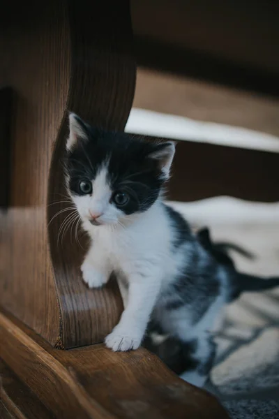 Parlak Gözlü Siyah Beyaz Bir Kedi Yavrusunun Dikey Yakın Çekimi — Stok fotoğraf