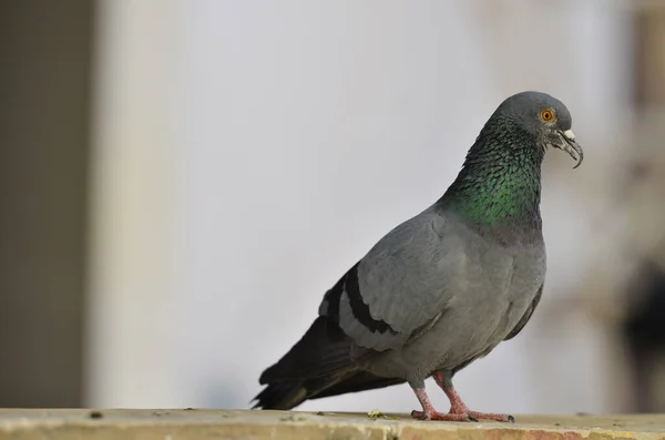 Gros Plan Pigeon Solitaire Tenant Debout Sur Une Surface Pierre — Photo