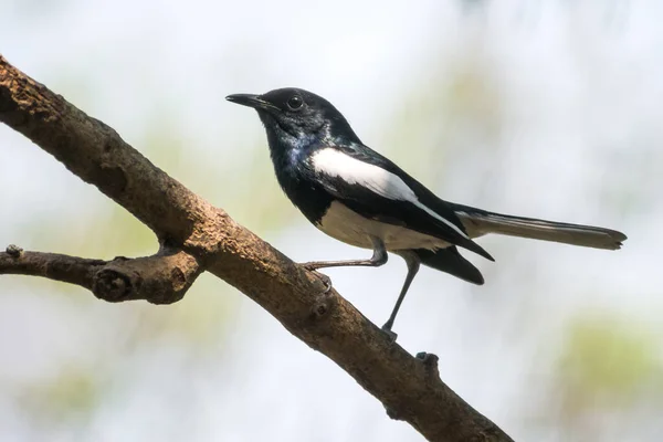 Gros Plan Oiseau Noir Blanc Sur Branche Arbre Dans Forêt — Photo