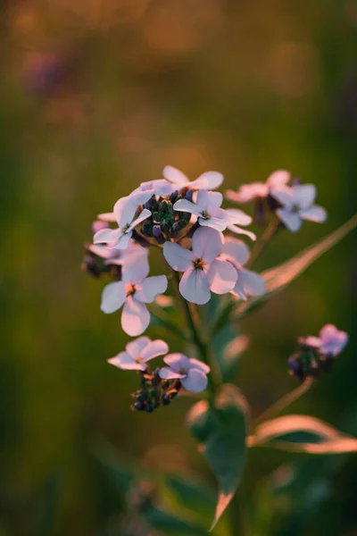 Egy Közeli Felvétel Gyönyörű Fehér Alyssum Virágokról Mezőn — Stock Fotó