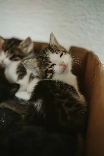 Vertikalt Bilde Søt Myk Katt Med Søvnig Ansikt Sittende Boks – stockfoto