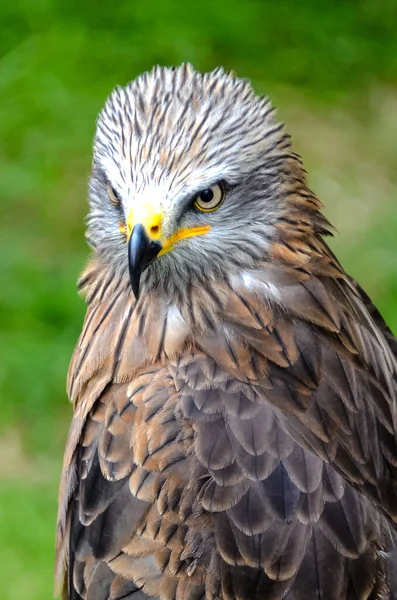 Een Selectieve Focus Van Een Vlieger Die Fel Kijkt Naar — Stockfoto