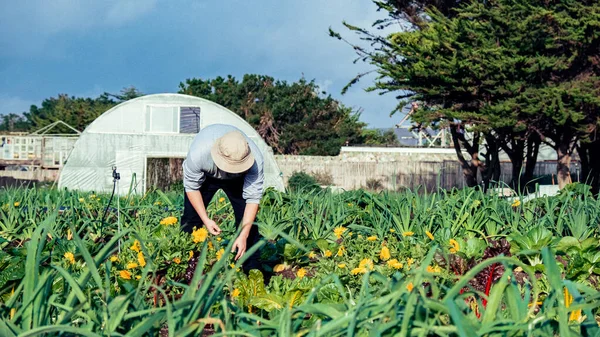 Farmář Pracující Zeleninové Zahradě Ekologické Přírodní Potraviny Čerstvé Zdravé Ovoce — Stock fotografie