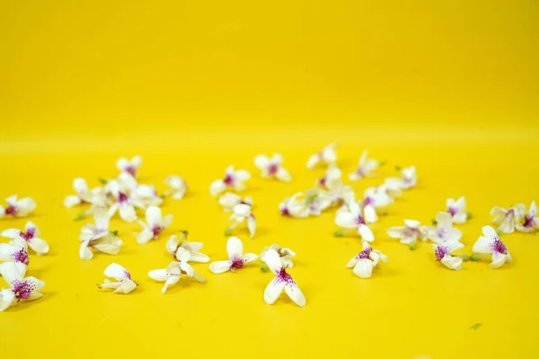 Όμορφα Λευκά Λουλούδια Κίτρινη Επιφάνεια Και Φόντο — Φωτογραφία Αρχείου