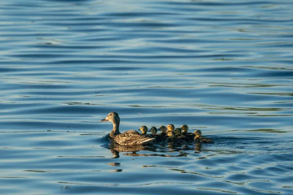 Une Mère Canard Des Bébés Canards Nageant Dans Lac — Photo