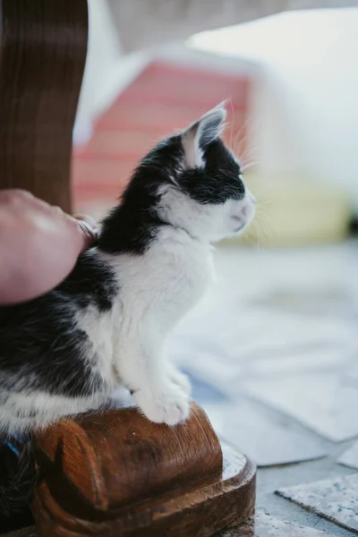 一只可爱的黑白小猫咪的垂直特写镜头 — 图库照片