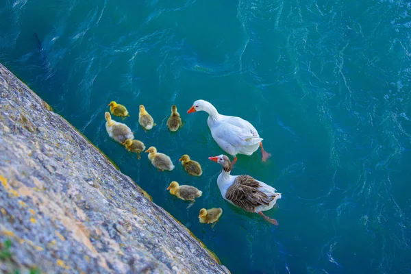 Top View Geese Gosling Water — стоковое фото