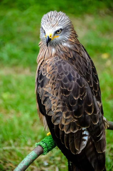 Ein Selektiver Fokus Eines Drachenvogels Der Etwas Vor Einem Verschwommenen — Stockfoto