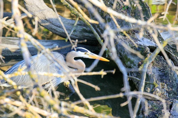 Una Gran Garza Azul Lago Con Ramas Árboles Primer Plano — Foto de Stock