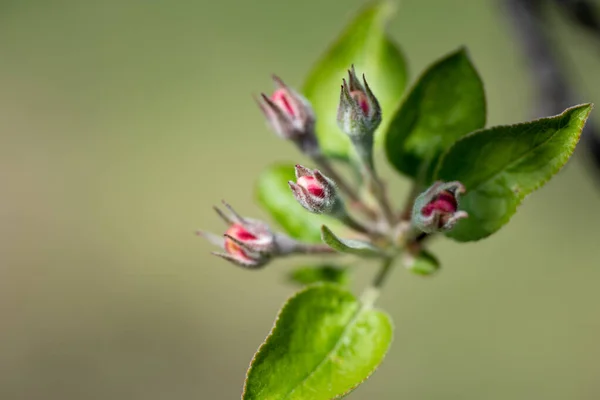 Closeup Shot Tree Blossom — Stock Photo, Image