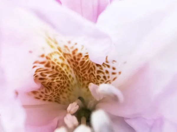 Zbliżenie Zdjęcia Pacyficznego Rododendronu — Zdjęcie stockowe