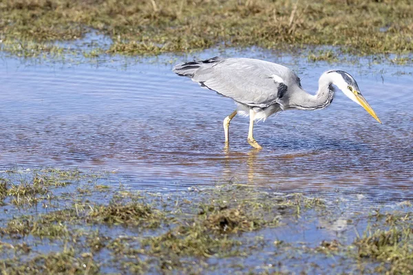 Gros Plan Héron Gris Recherche Nourriture Dans Lac — Photo