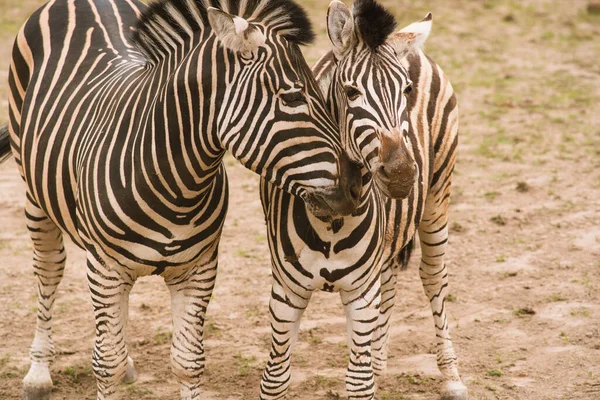 Eine Selektive Fokusaufnahme Von Zwei Zebras Auf Einem Feld — Stockfoto