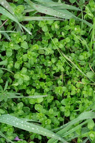 Vertical Shot Green Soleirolia Leaves Outdoors — Stock Photo, Image