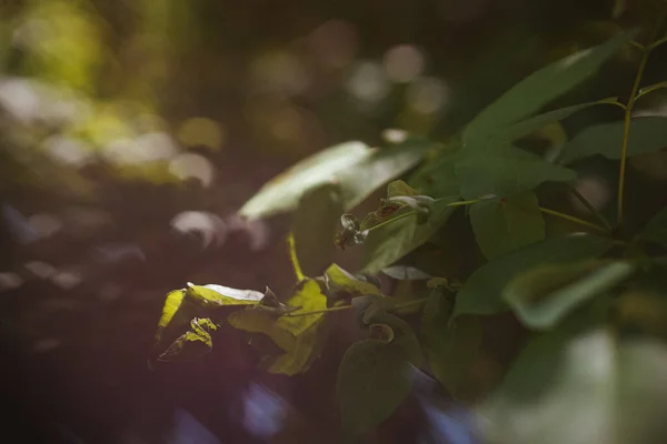 Tiro Vertical Ramo Uma Árvore Abaixo Luz Sol — Fotografia de Stock