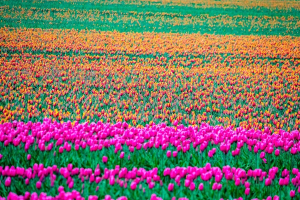 Beautiful Scenery Field Colorful Tulips Springtime — Stock Photo, Image