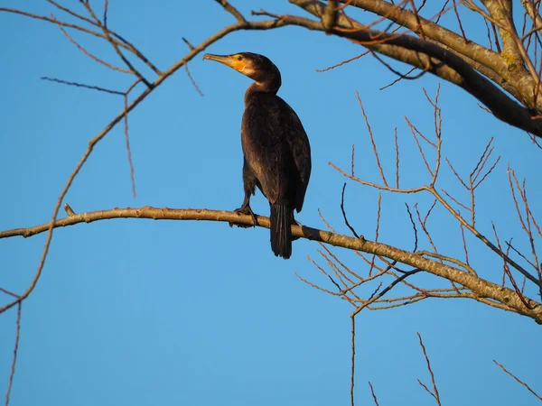 Black Cormorant Perched Bare Tree Branch — Stock Photo, Image