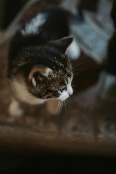 Vertikal Närbild Skott Söt Randig Kattunge — Stockfoto