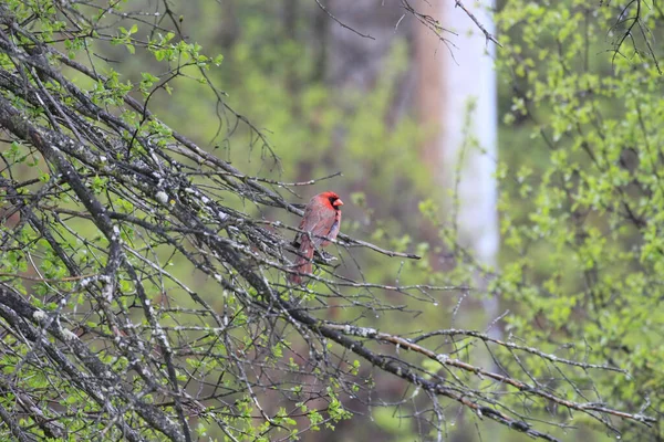 Ein Roter Kardinal Aus Dem Norden Thront Auf Einem Zweig — Stockfoto