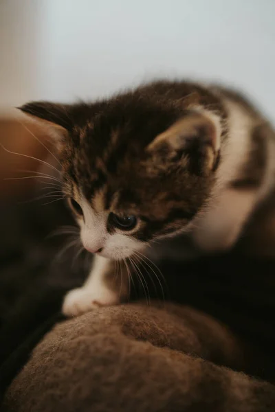 Primer Plano Vertical Lindo Gatito Rayado Con Ojos Brillantes — Foto de Stock