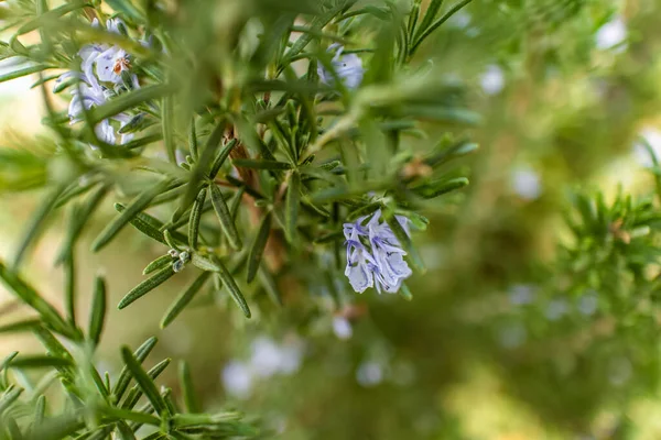 Primo Piano Fiori Rosmarino Ramo Albero — Foto Stock