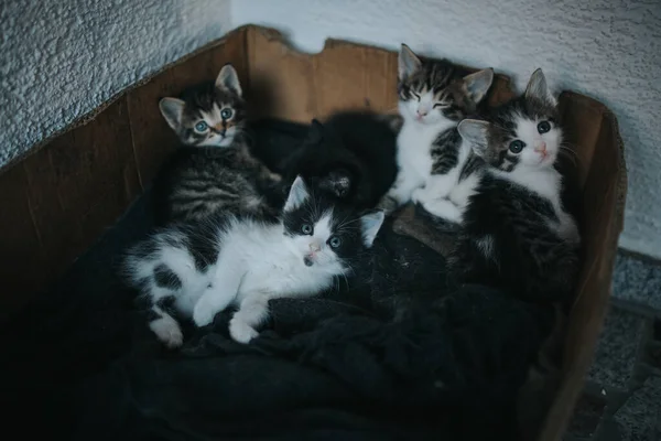 Eine Nahaufnahme Von Einer Gruppe Niedlicher Gestreifter Kätzchen — Stockfoto