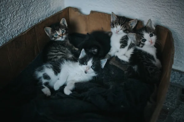 Primer Plano Grupo Lindos Gatitos Rayados — Foto de Stock