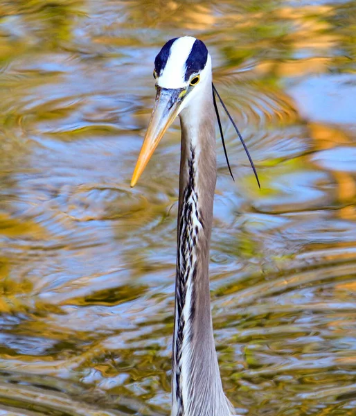 Una Gran Garza Azul Lago — Foto de Stock