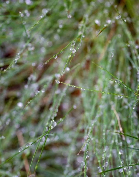 Hierba Verde Fresca Con Gotas Rocío Fresco Por Mañana Una — Foto de Stock