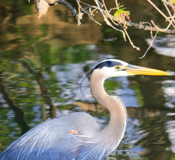 Een Grote Blauwe Reiger Het Meer — Stockfoto