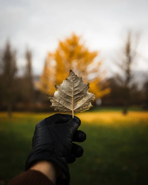 Uma Luva Segurando Uma Folha Outono Com Fundo Bokeh Exibindo — Fotografia de Stock