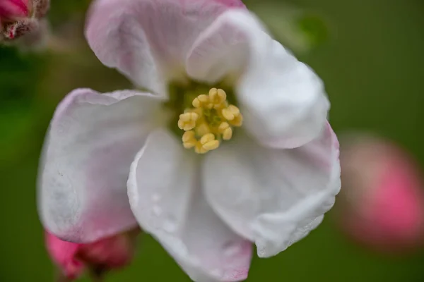 木の花のクローズアップショット — ストック写真