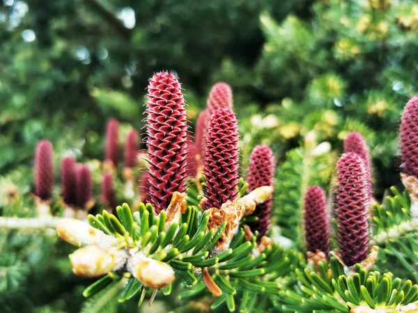 Krásný Záběr Botanické Zahrady — Stock fotografie