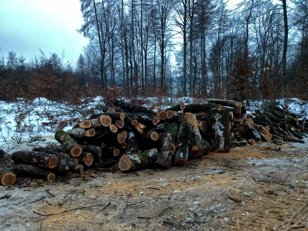 冬に地面に切られた木の幹のショット — ストック写真
