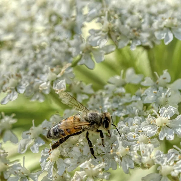 Vertikální Záběr Včely Obyčejné Loukosladké — Stock fotografie